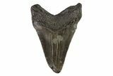 Juvenile Megalodon Tooth - South Carolina #74270-1